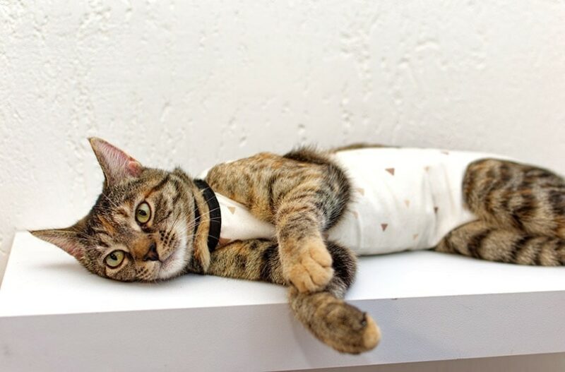 a tabby cat in a medical blanket after neutering surgery