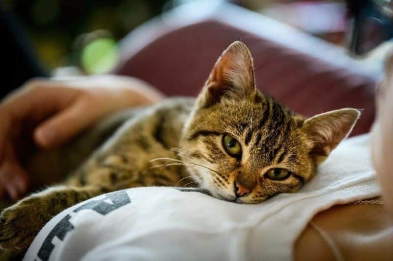 a tabby cat lying on a woman's chest