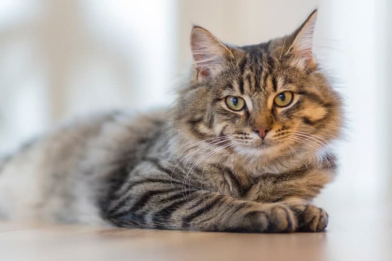 a tabby cat lying on the floor