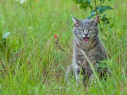 Why Is My Cat Panting and Drooling? Vet-Approved Causes & Prevention