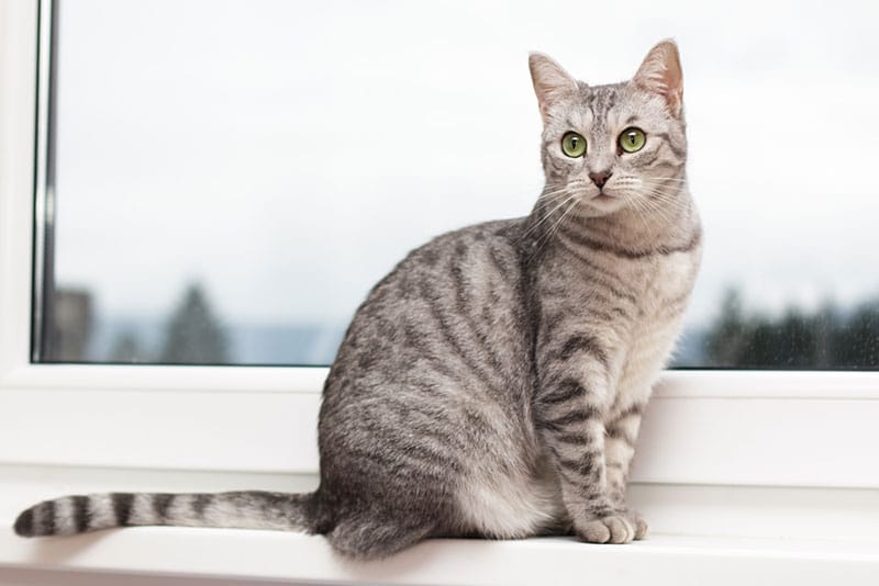 a tabby cat sitting on the windowsill