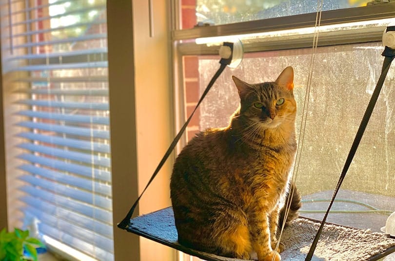 a tabby cat sitting on a hammock by the window at home