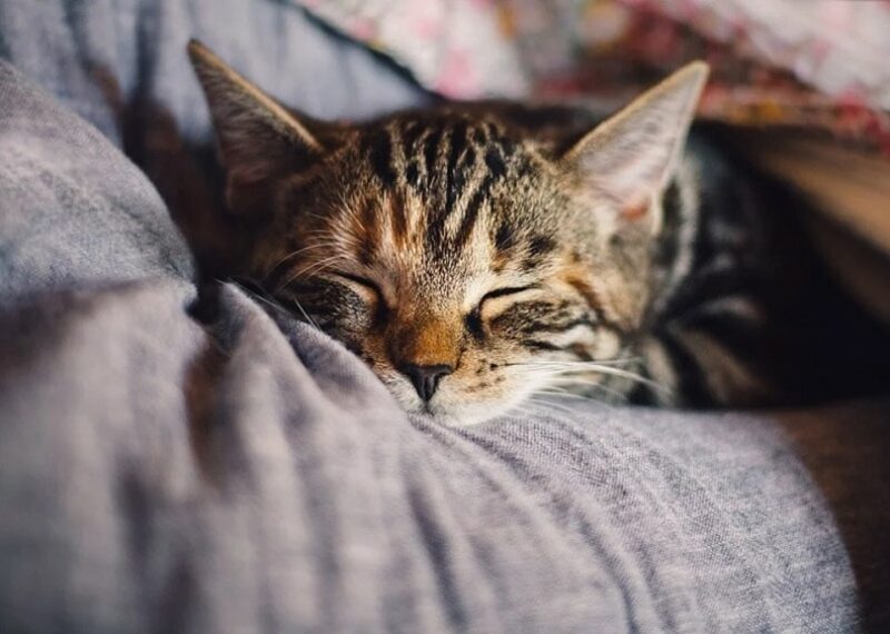 a tabby cat sleeping on a pillow