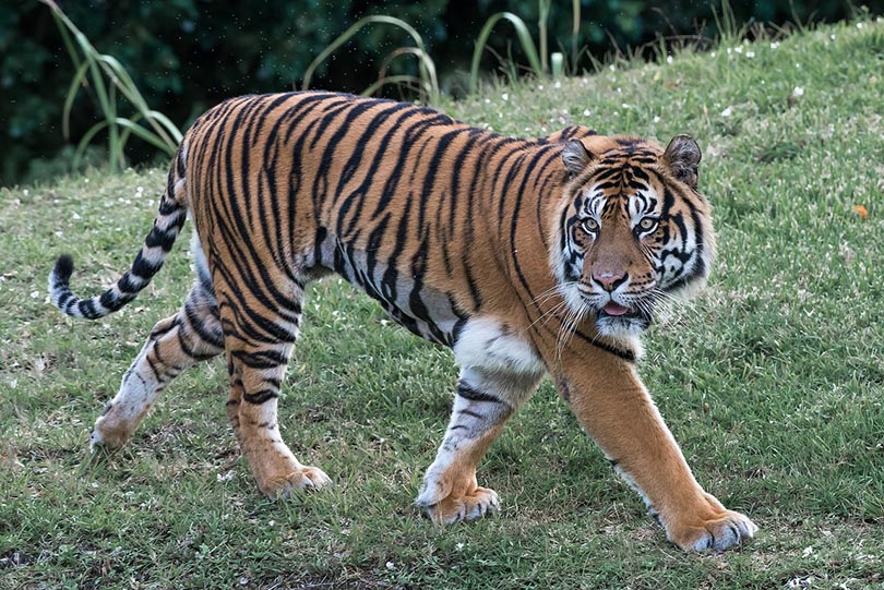 a tiger walking on grass