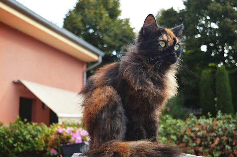 a tortie persian cat