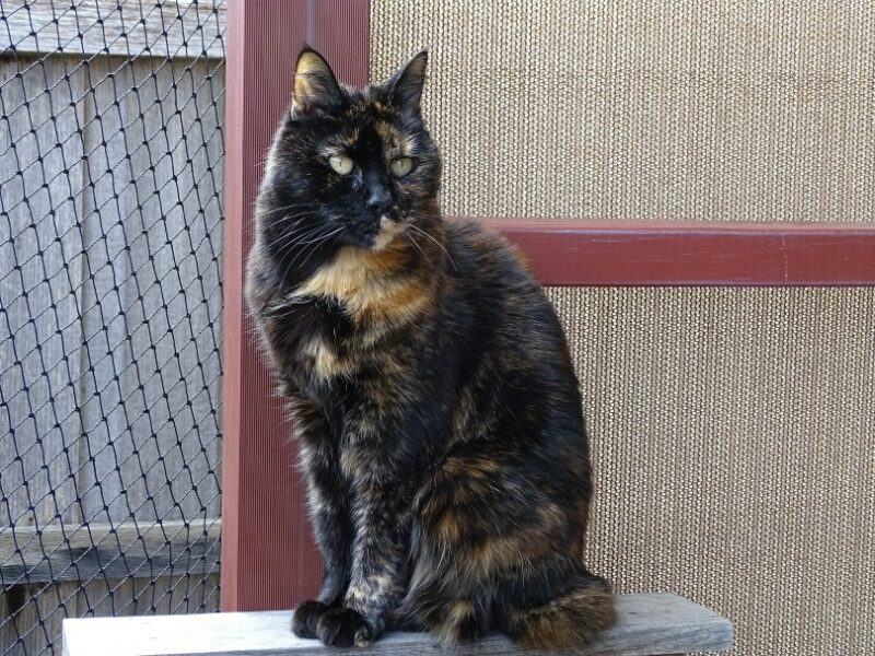 a tortoiseshell cat sitting on a wood