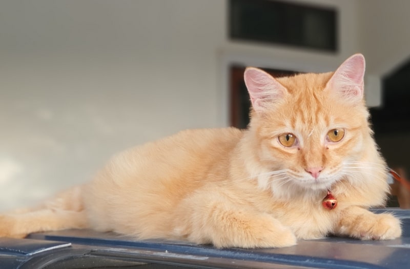 a turkish angora cat at home
