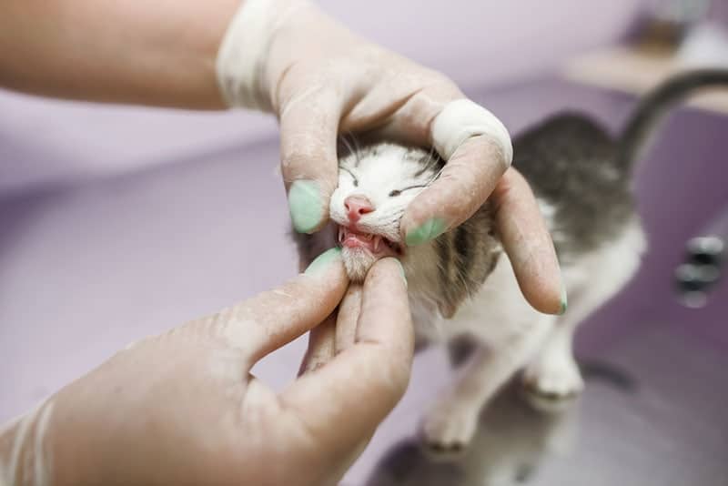 a veterinarian examining the teeth of a kitten