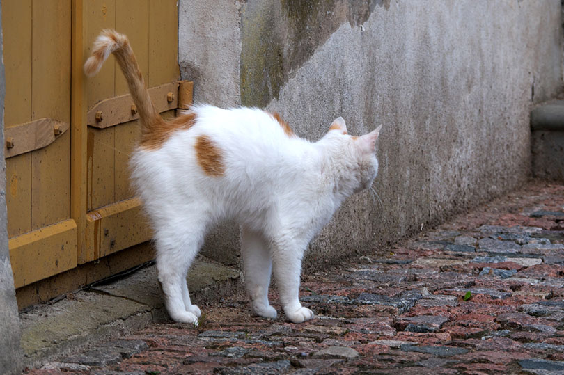 a white cat spraying the wooden gate