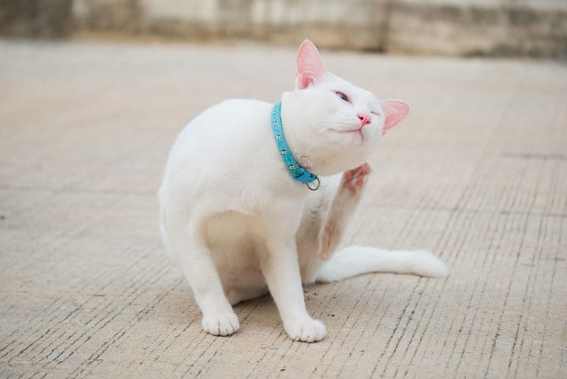 a white cat with collar scratching its ear