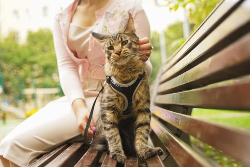 a woman and her cat with harness and leash sitting on the bench at the park