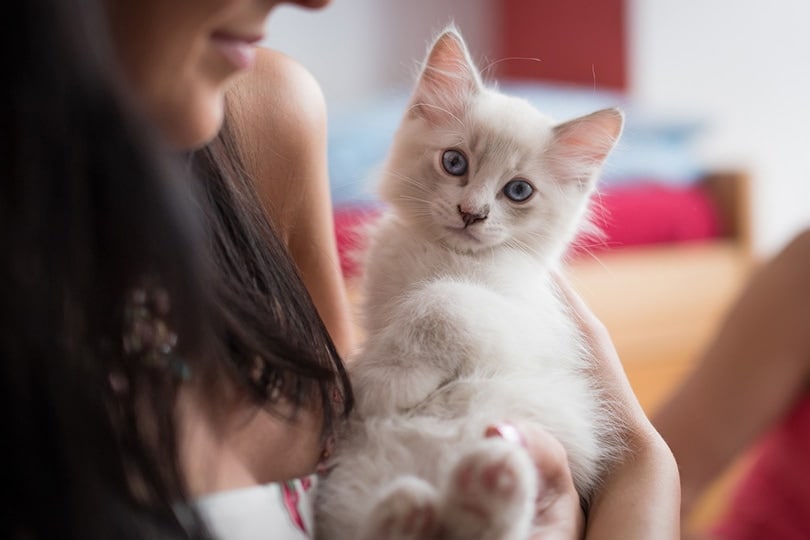 a woman holding a ragdoll kitten in her arms