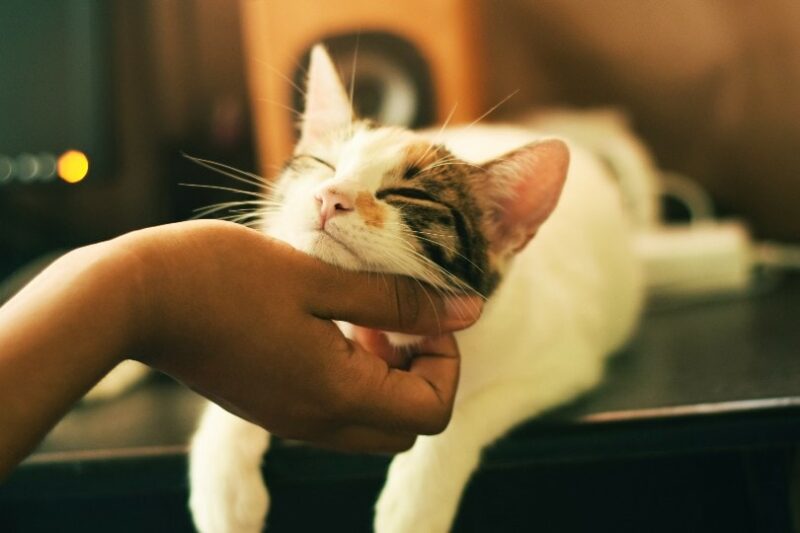 a woman's hand petting a cat