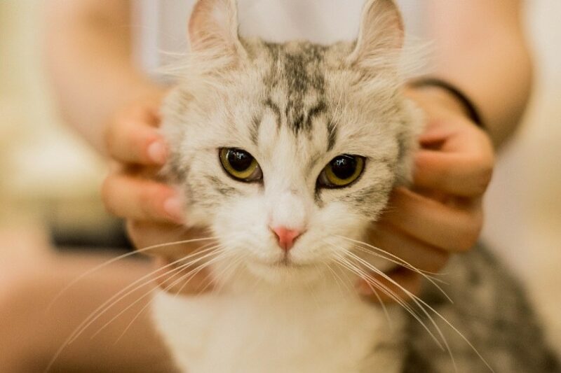 a woman's hands petting a cat