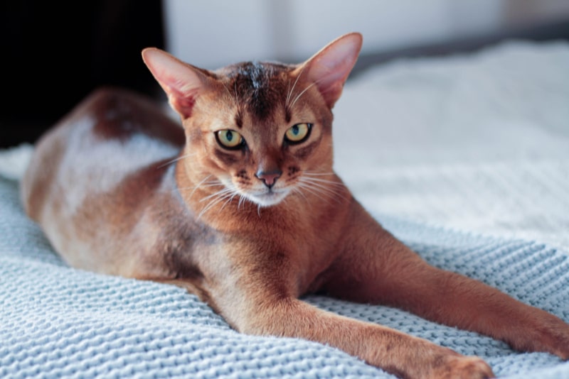 abyssinian cat lying on bed