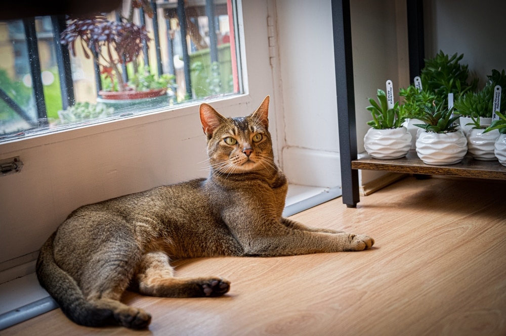 abyssinian cat lying on wooden floor