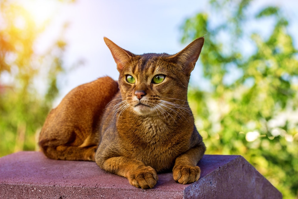 abyssinian cat reating outdoor