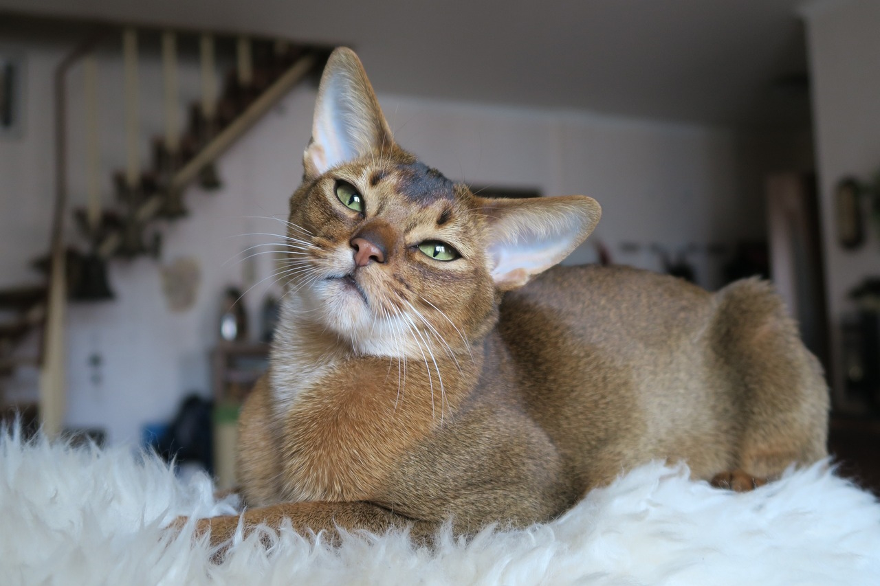 abyssinian cat resting in carpet