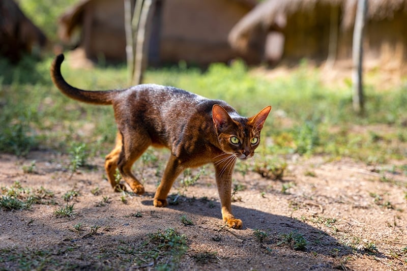 Abyssinian cat running outdoor