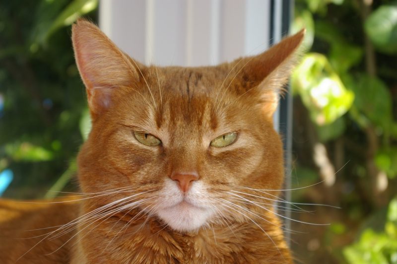 abyssinian cat serious face