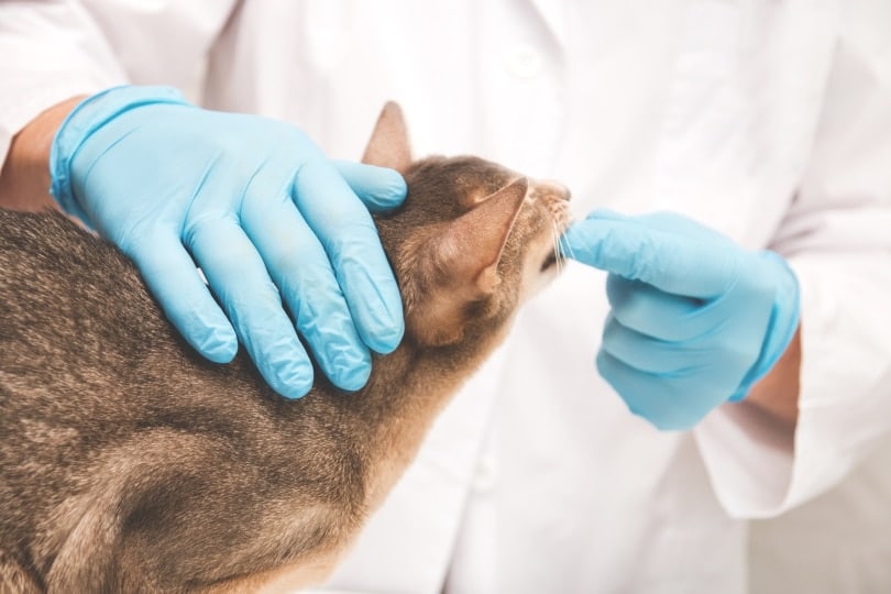 abyssinian cat teeth check by vet