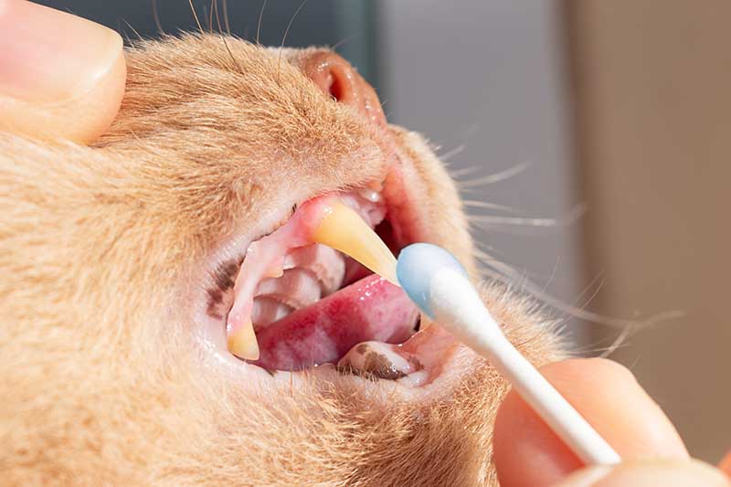 administering a disinfectant toothpaste on cats teeth