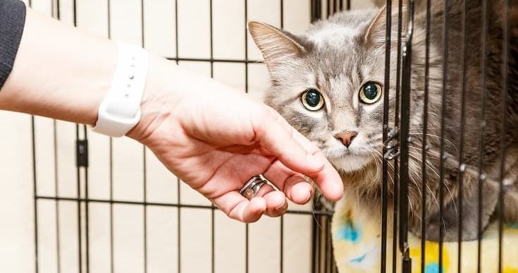 adopting a cat