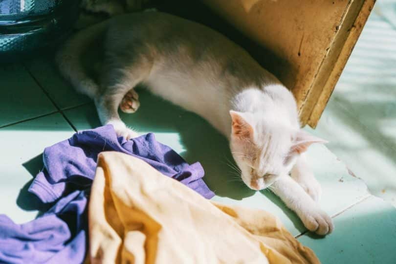 cat on the floor with clothes
