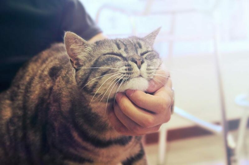 adorable cat get pampered by owner