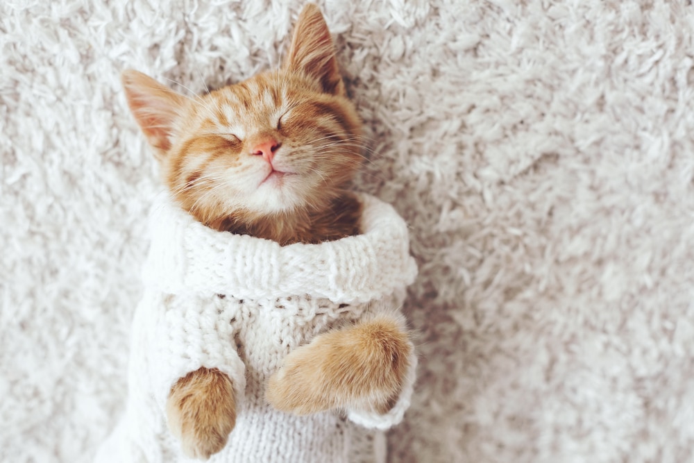 cute ginger kitty
