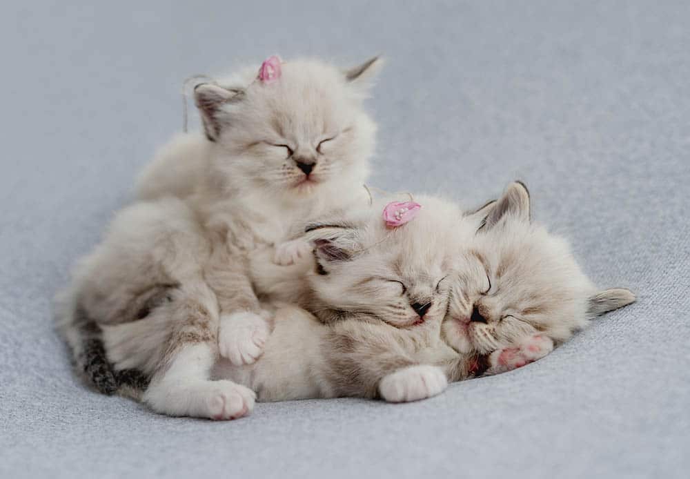 adorable ragdoll kittens sleeping