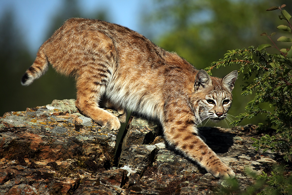 Adult Bobcat on the ridge