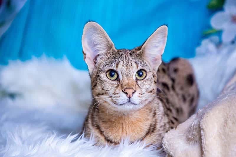 Adult Savannah cat