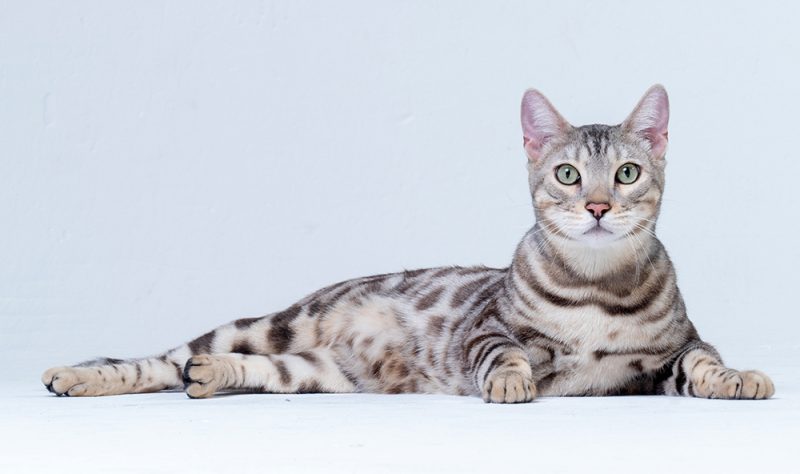 Adult Silver Bengal Cat lying down