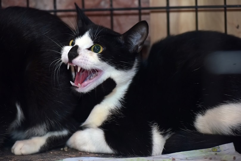 aggressive cat in a cage