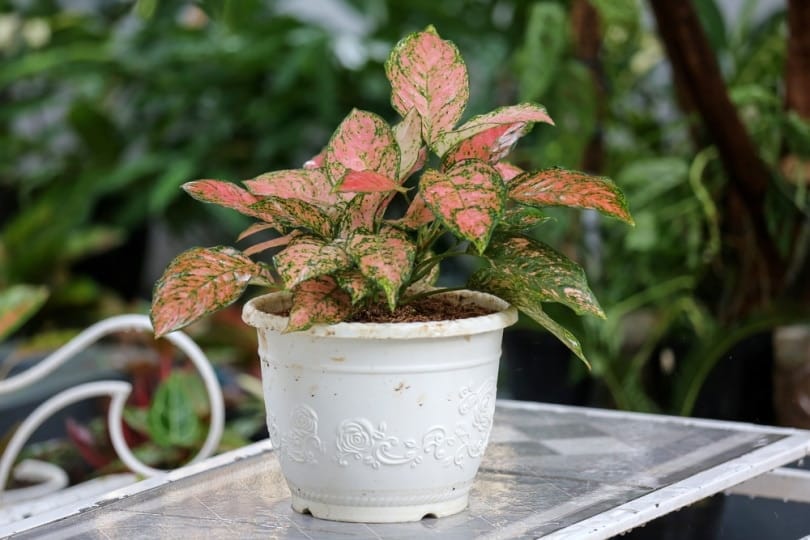 aglaonema plant in pot