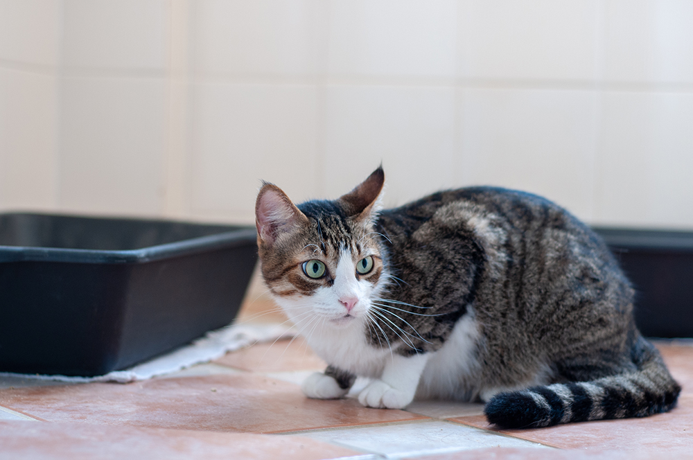 alert cat near two litter boxes