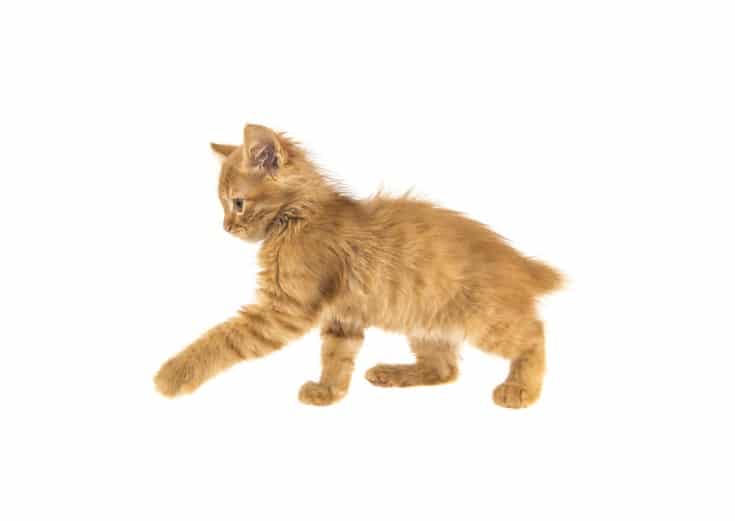 american bobtail kitten