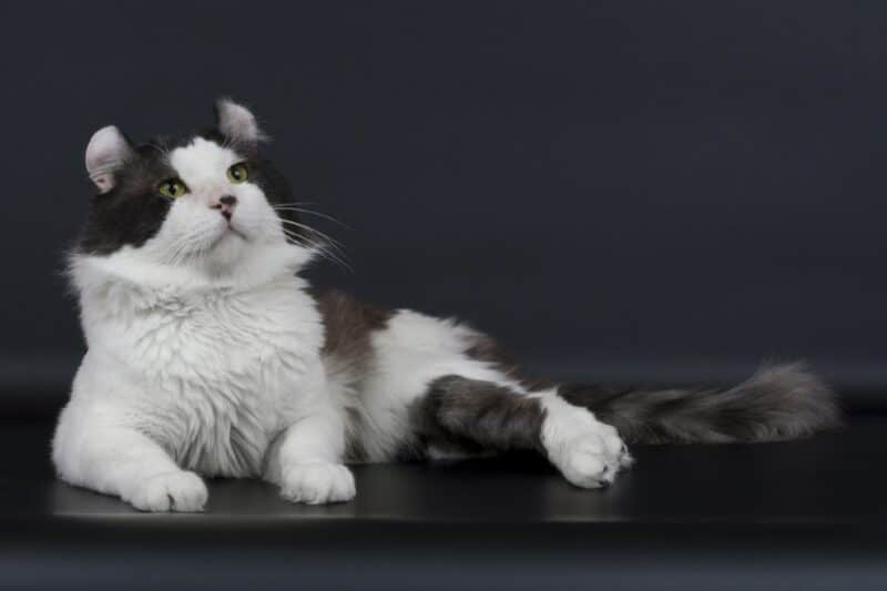 american curl