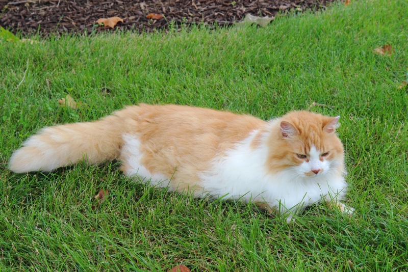 american long hair cat lying on the lawn