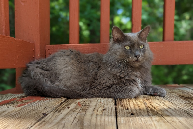 american long haired cat lying on the balcony