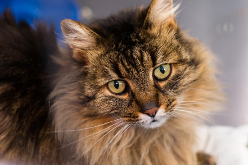 american longhair cat in vet clinic