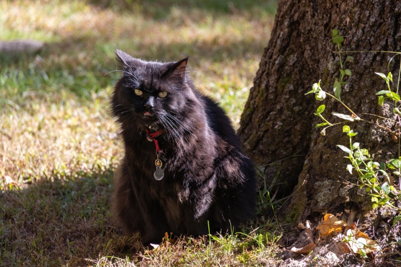 american longhair cat sitting near a tree