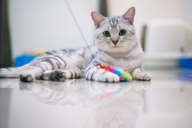 american shorthair cat playing