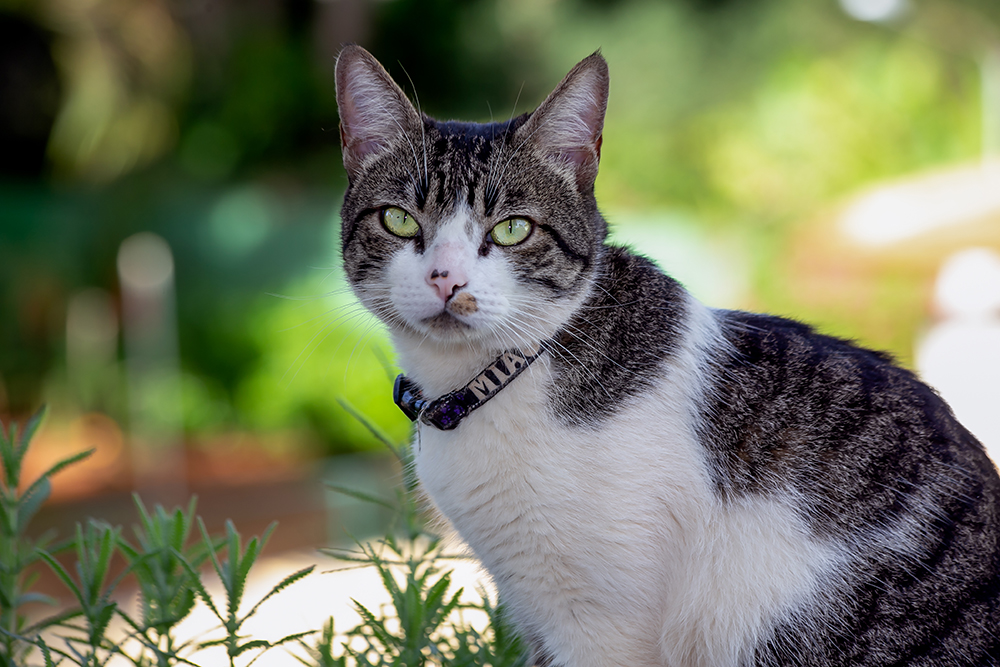 American Wirehair cat up close