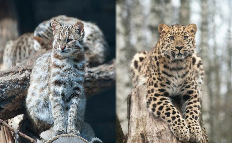 amur forest cat and amur leopard in the wild