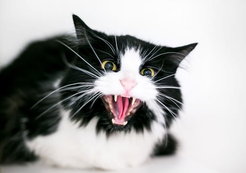 an aggressive tuxedo cat in white background