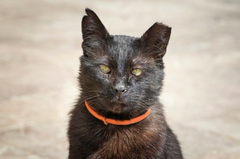 an ear tipped cat outdoors