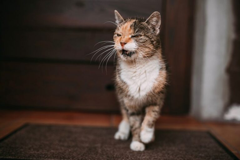 Do Cats Get Mad When You Leave? Feline Feelings Explained Catster