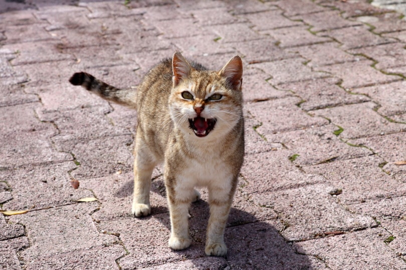 angry cat meowing outdoor